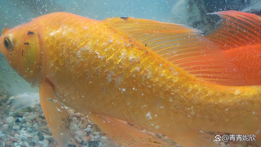 魚身上有白霜怎么治