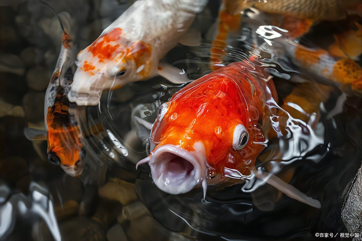 魚身上有白霜怎么治