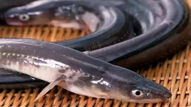 電鰻可以食用嗎 電鰻可以食用嗎 龍魚論壇 第1張