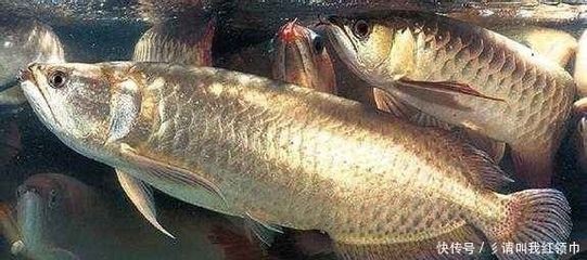 龍魚有腸炎癥狀：龍魚腸炎的一些常見癥狀 龍魚有腸炎癥狀：龍魚腸炎的一些常見癥狀 龍魚百科 第4張