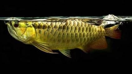 龍魚有腸炎癥狀：龍魚腸炎的一些常見癥狀 龍魚有腸炎癥狀：龍魚腸炎的一些常見癥狀 龍魚百科 第3張