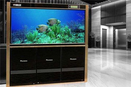 金色的銀龍魚叫什么魚（金色的銀龍魚叫什么魚名字）