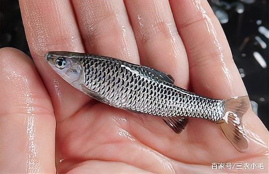 淡水小雜魚品種大全