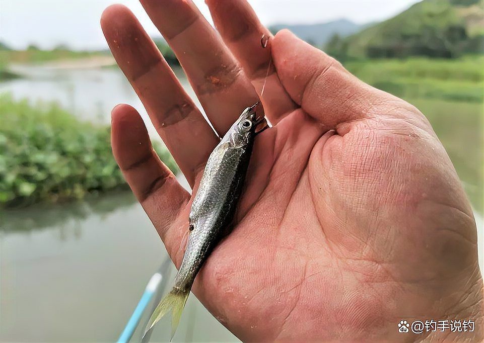 淡水小雜魚品種大全