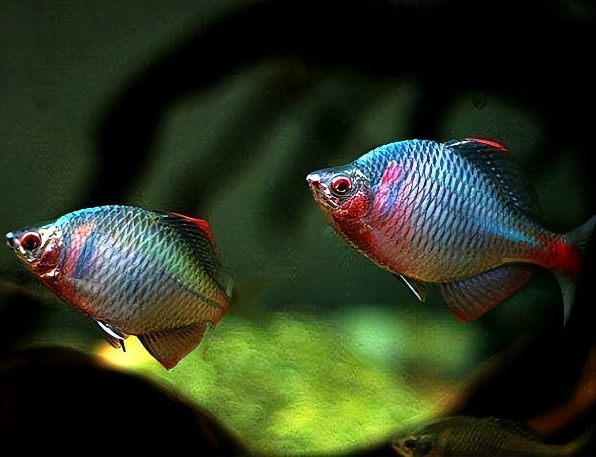 淡水小雜魚品種大全