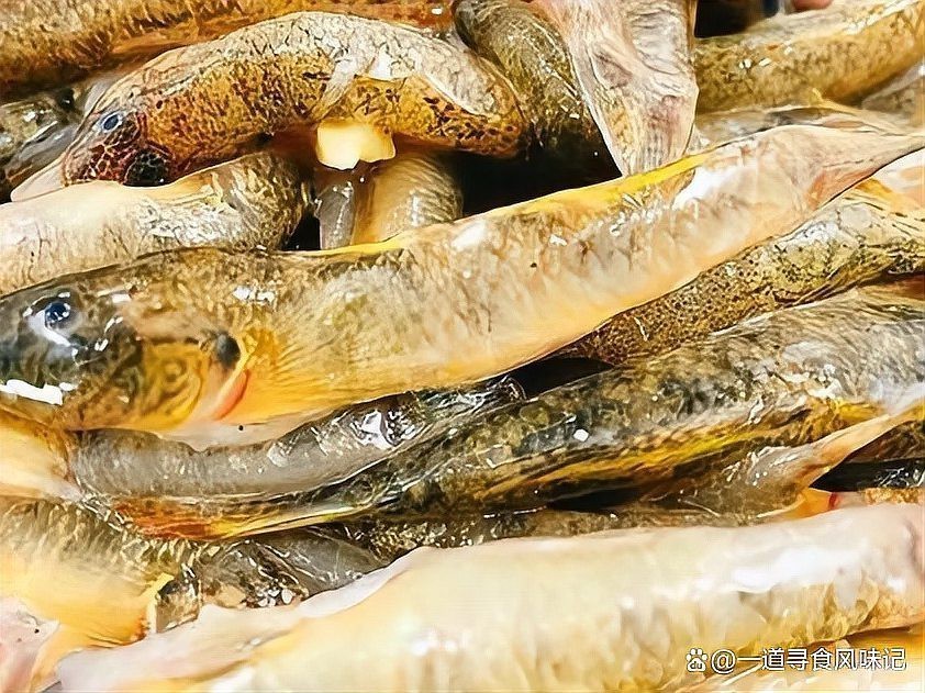淡水小雜魚品種大全