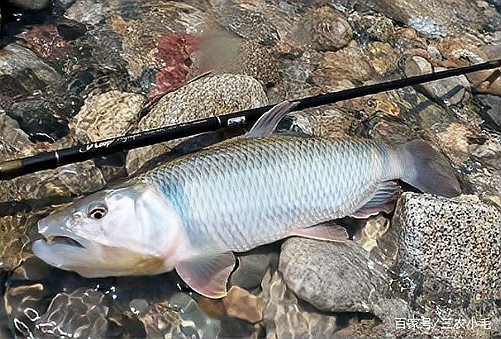 淡水小雜魚品種大全