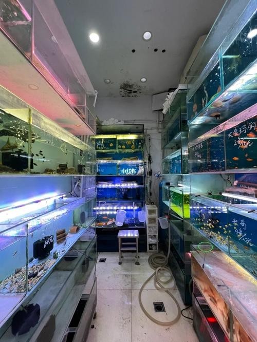 壹遇龍魚水族的具體位置在哪里？