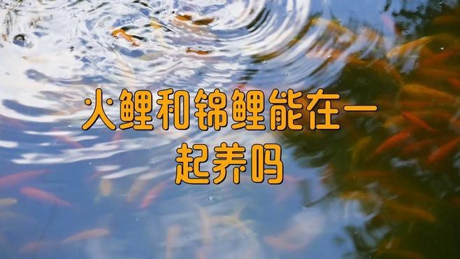 火龍魚能和錦鯉混養(yǎng)嗎 火龍魚能和錦鯉混養(yǎng)嗎 龍魚百科 第1張