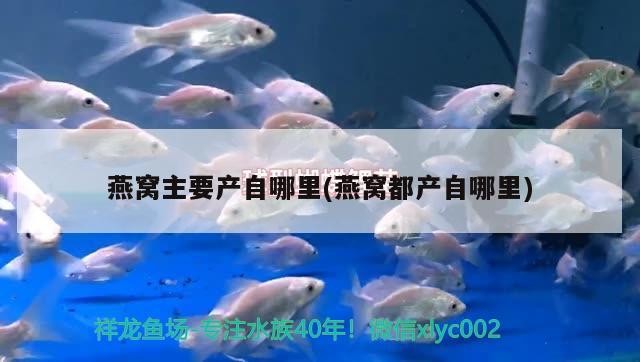 銀龍魚水溫(銀龍魚水溫最低多少度) 銀龍魚百科 第1張 銀龍魚水溫(銀龍魚水溫最低多少度) 銀龍魚水溫(銀龍魚水溫最低多少度) 銀龍魚百科 第1張