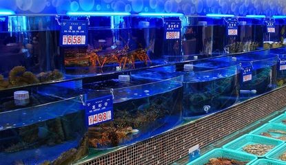 海鮮魚缸水質管理秘籍：海鮮館魚缸水質管理
