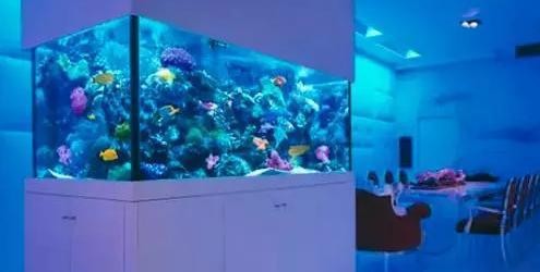 銀龍魚混養魚最佳搭配是什么(銀龍魚和什么魚混養最佳搭配)