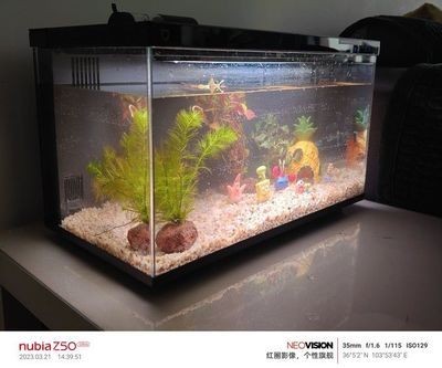 魚缸 牌子：市場上受歡迎的魚缸品牌