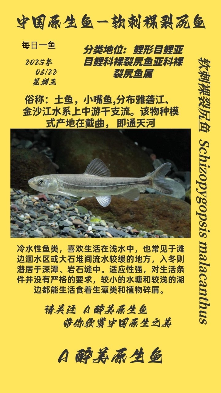軟刺裸裂尻魚