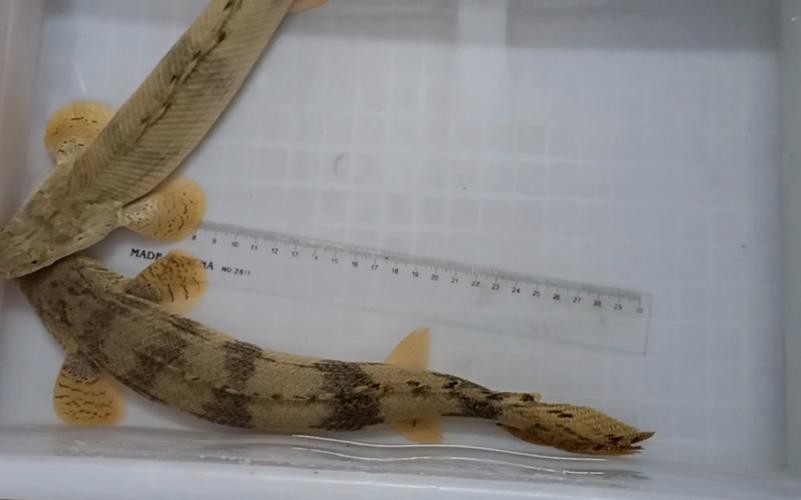 虎斑恐龍魚兇猛嗎圖片大全集高清