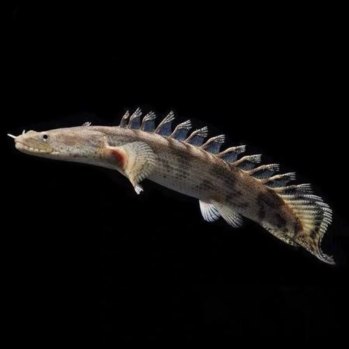 虎斑恐龍魚兇猛嗎圖片大全集高清