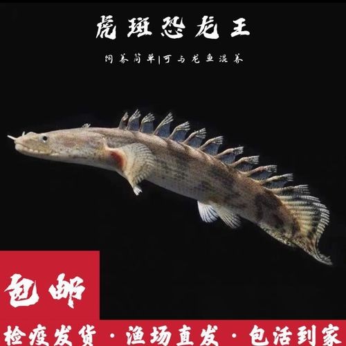 虎斑恐龍魚兇猛嗎圖片大全集高清