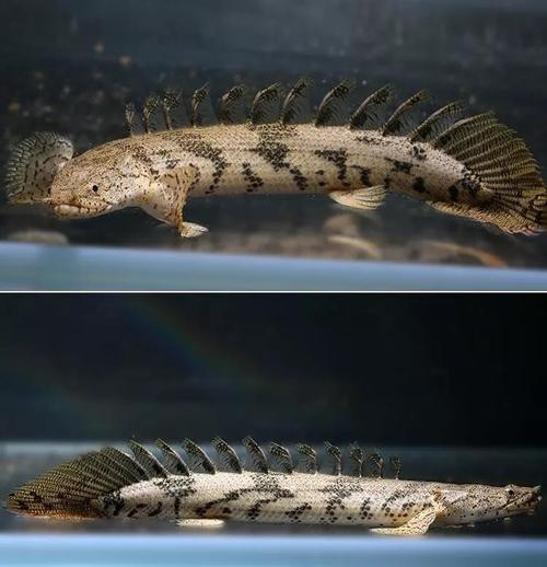 虎斑恐龍魚兇猛嗎圖片大全集高清