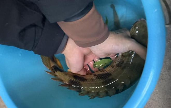 虎斑恐龍魚兇猛嗎圖片大全集高清