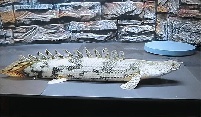 虎斑恐龍魚兇猛嗎圖片大全集高清