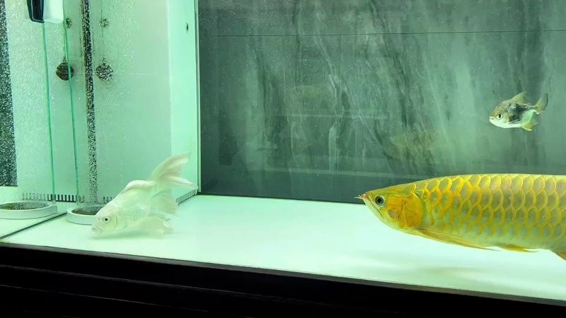 龍魚能和蝴蝶鯉混養嗎怎么養好 龍魚能和蝴蝶鯉混養嗎怎么養好 龍魚百科 第5張