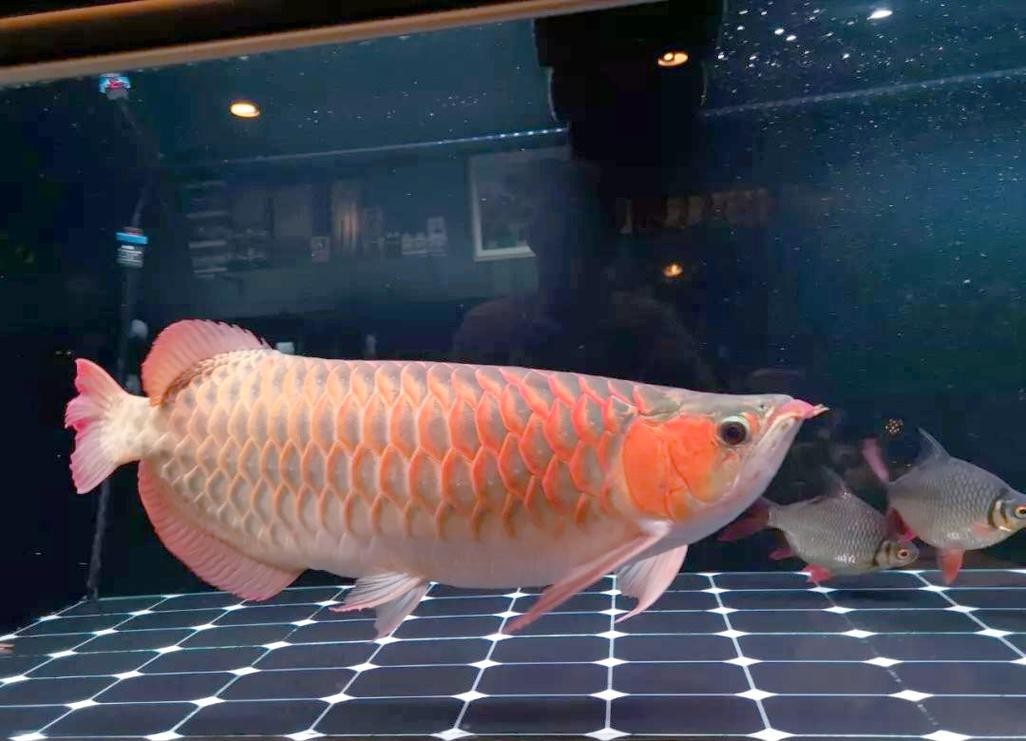 給我一些紅龍魚的高清圖片