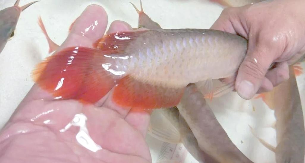 給我一些紅龍魚的高清圖片