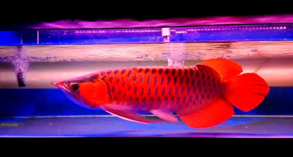 給我一些紅龍魚的高清圖片
