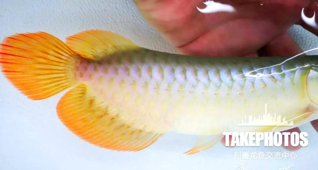 給我一些紅龍魚的高清圖片