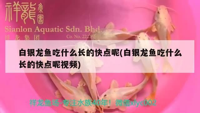 白銀龍魚吃什么長的快點呢(白銀龍魚吃什么長的快點呢視頻)