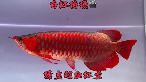 安巴旺紅龍魚有哪些血統？ 安巴旺紅龍魚有哪些血統？ 2025長城杯龍魚大賽 第9張