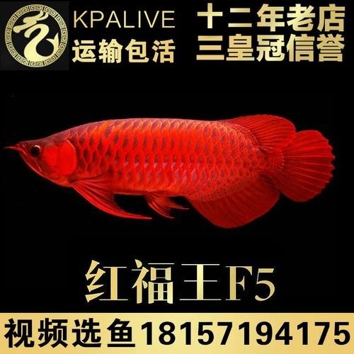 安巴旺紅龍魚有哪些血統？ 安巴旺紅龍魚有哪些血統？ 2025長城杯龍魚大賽 第6張
