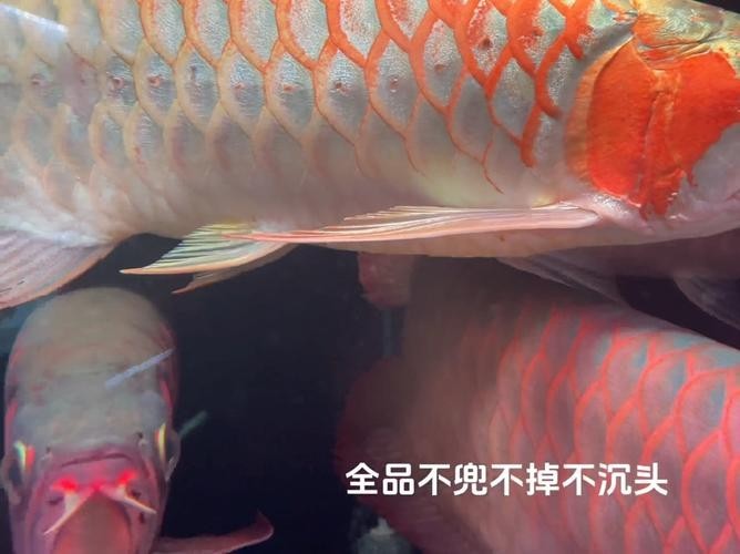 安巴旺紅龍魚有哪些血統？ 安巴旺紅龍魚有哪些血統？ 2025長城杯龍魚大賽 第8張