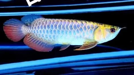 2025年龍魚冠軍龍魚的特征 2025年龍魚冠軍龍魚的特征 2025長城杯龍魚大賽 第9張