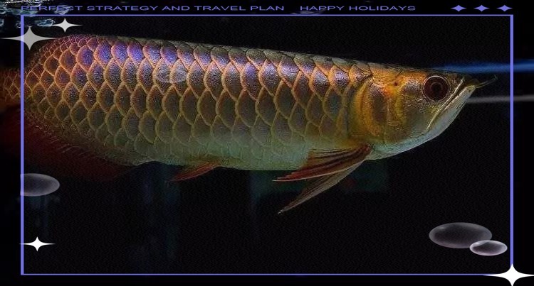 2025年龍魚冠軍龍魚的特征