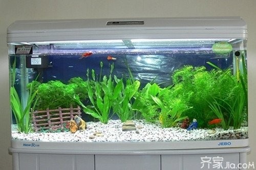 紅龍魚缸過濾系統如何設置