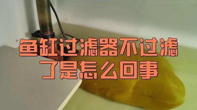紅龍魚缸過濾系統如何設置