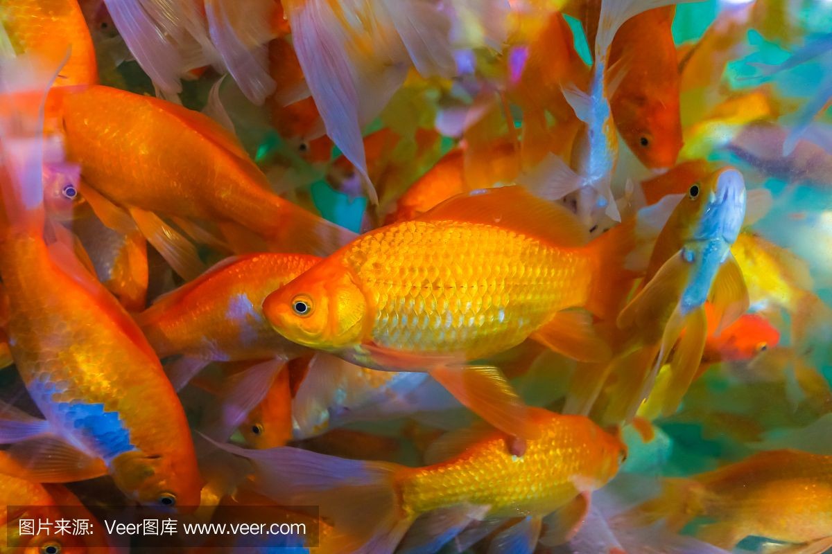 佛像魚缸造景裝飾的藝術(shù)水族箱裝飾藝術(shù)形式和注意事項(xiàng)：佛像魚缸造景