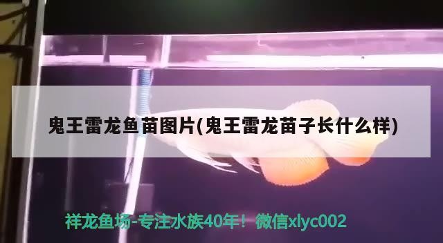 銀龍魚苗養殖方法（銀龍魚苗多少錢一只）