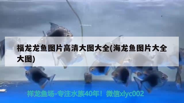 銀龍魚苗養殖方法（銀龍魚苗多少錢一只）