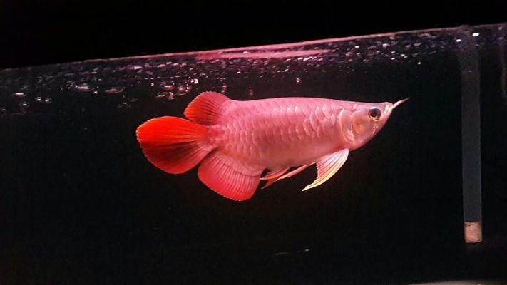 龍魚ph8：如何調(diào)節(jié)龍魚的ph值