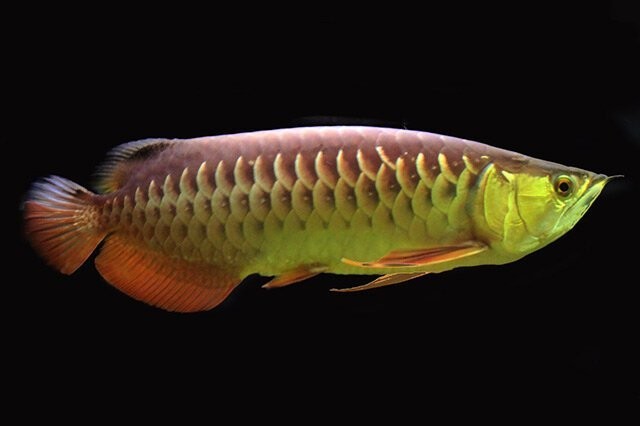 還有哪些魚種被列為賽級魚 還有哪些魚種被列為賽級魚 2025長城杯龍魚大賽