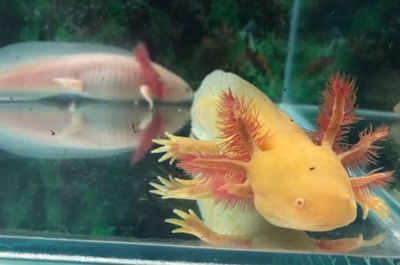 <strong><mark>大同</mark></strong>市礦區(qū)魚(yú)樂(lè)圈水族館（<strong><mark>大同</mark></strong>哪里有水族館）