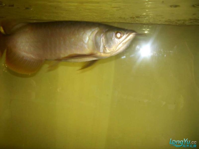 金龍魚多長時間發色好一點