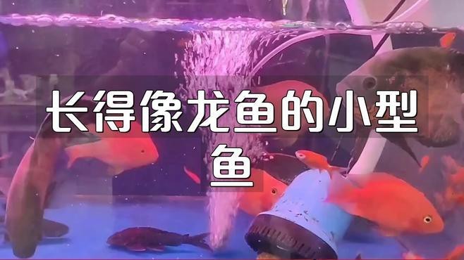 類似雷龍魚的觀賞魚