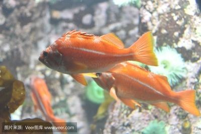 常見的淡水觀賞魚有哪些圖片：常見的淡水觀賞魚 常見的淡水觀賞魚有哪些圖片：常見的淡水觀賞魚 龍魚百科 第1張