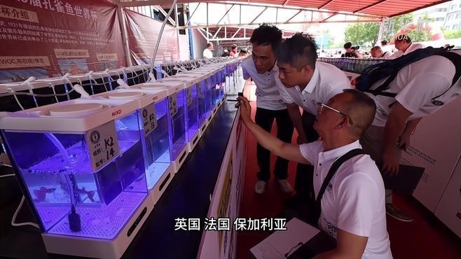 孔雀魚大賽的評選標準是什么？