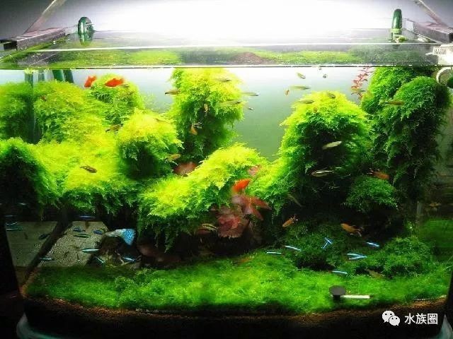 孔雀魚大賽的評選標準是什么？