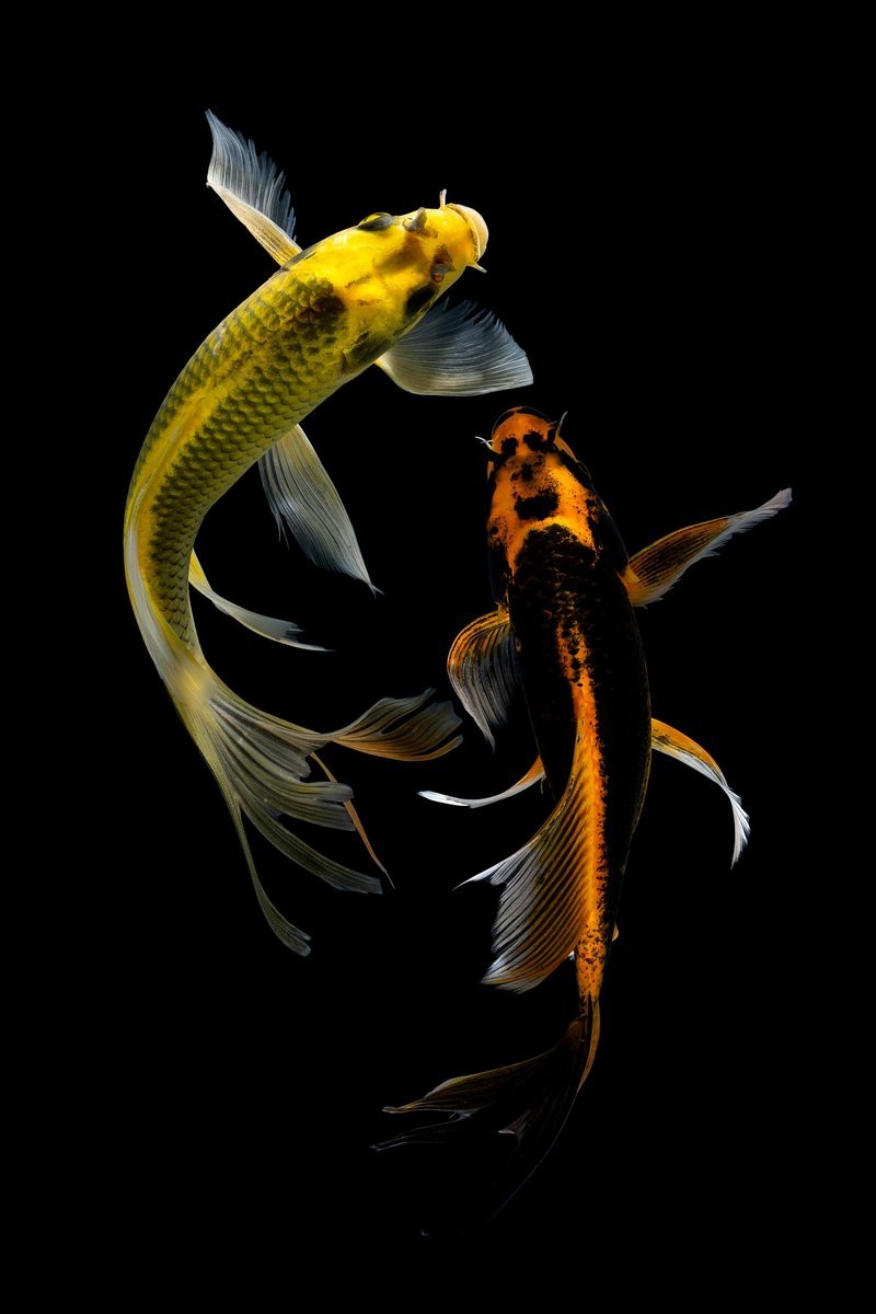 風(fēng)水魚什么顏色旺財(cái)