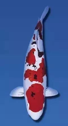 風(fēng)水魚什么顏色旺財(cái)